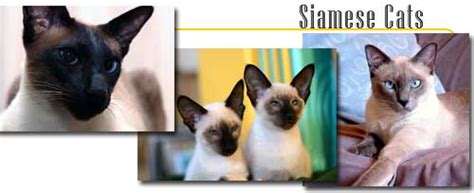 Siamese Cats Info And Games