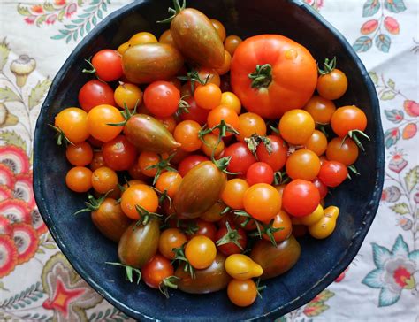 Homegrown Tomato Varieties Purchased At Tomatomania Sweet Million