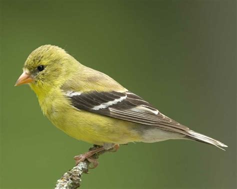 Pin By Sadie Jaynes On Birds American Goldfinch Finches Bird Yellow