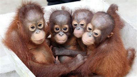 Orangutan Rescue Back To The Wild National Geographic Channel Uk