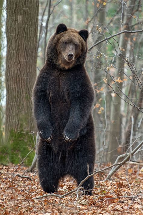 Bear Standing On His Hind Legs In Th High Quality Animal Stock Photos
