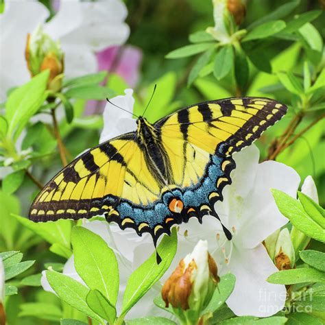Beautiful Yellow And Blue Swallowtail Butterfly Rests On White Azalea
