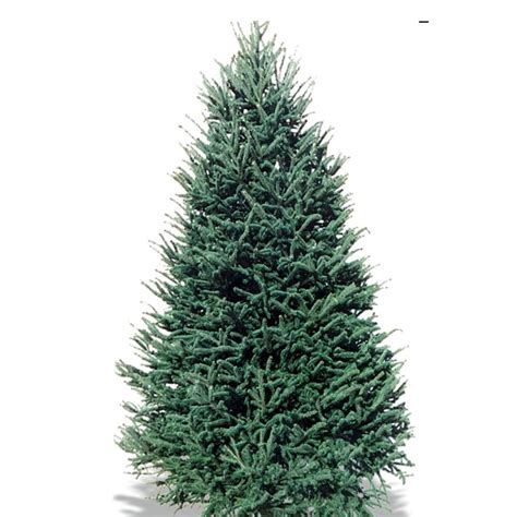 Unbranded 7 8 Ft Freshly Cut Live Balsam Fir Christmas Tree 1000935514