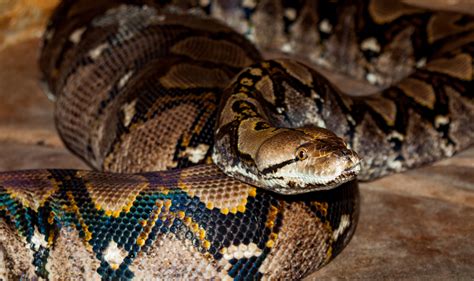 Reticulated Python - Virginia Zoo