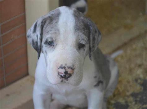 Great Dane Rescue Dfw Petsidi