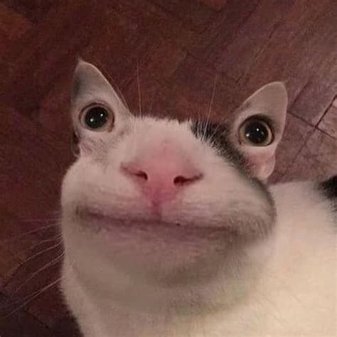 Polite Cat Meme Is This Viral Image Of A Cat Real Or Fake