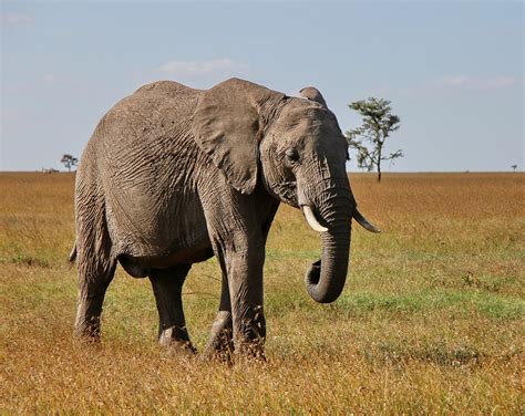 Afrikanischer Elefant Wohl Schon Sehr In Die Jahre Gekommen Foto