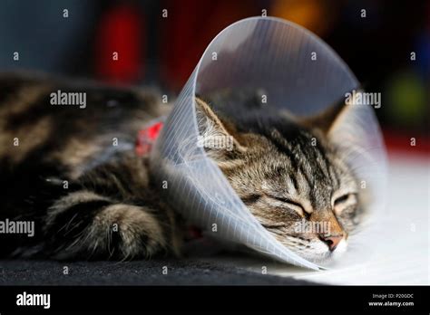 A Newly Operated Cat With A Funnel On His Head Stock Photo Alamy
