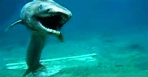Prehistoric Shark Was Found In Japan This Creature Is The Stuff Of
