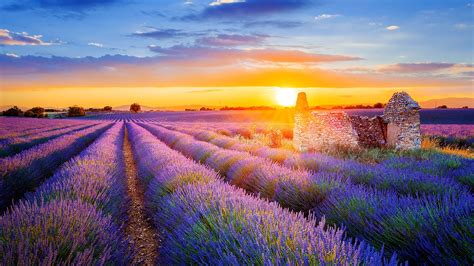 Setting Sun Over Lavender Filed In Valensole Provence France
