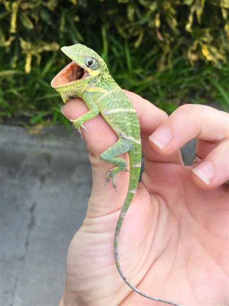Cuban Knight Anole – Exotic Pets