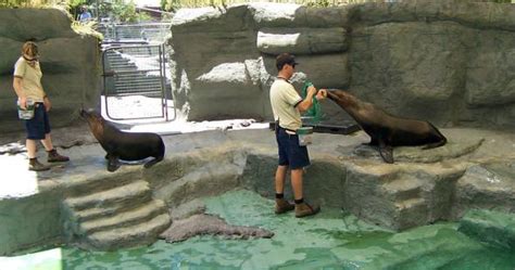 Zookeeper Career: History, Job, Requirements, Path, Outlook - IResearchNet
