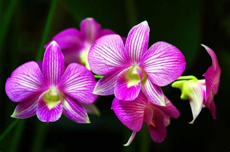Beautiful Orchid Flower Aboutthebonzaitree Rainforest Flowers