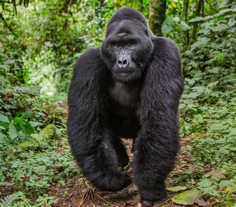 Dominant Male Mountain Gorilla In Rainforest Uganda Bwindi