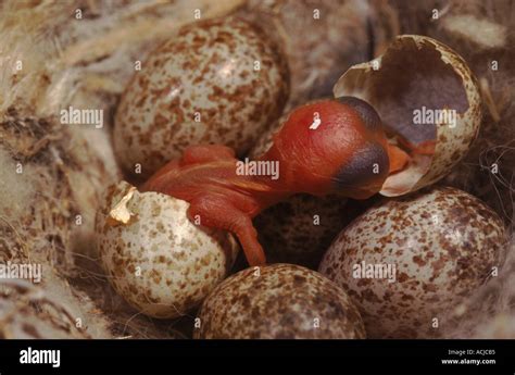 Chick Hatching From Egg Hi Res Stock Photography And Images Alamy