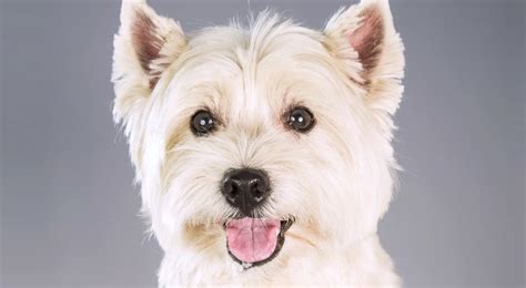 West Highland White Terrier Only Dogs