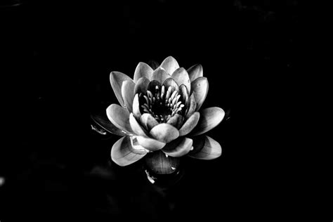 Gambar Hitam Dan Putih Menanam Daun Bunga Kegelapan Satu Warna