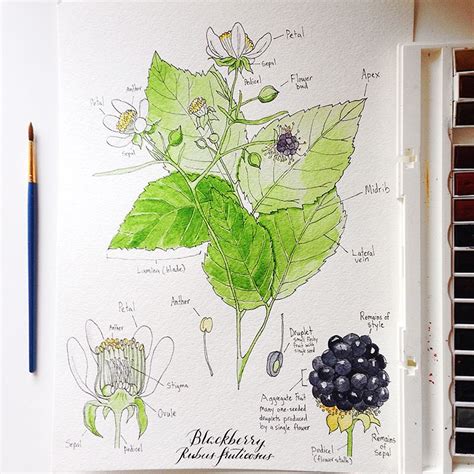 A Botanical Illustration Of The Blackberry Plant Free Downloadable