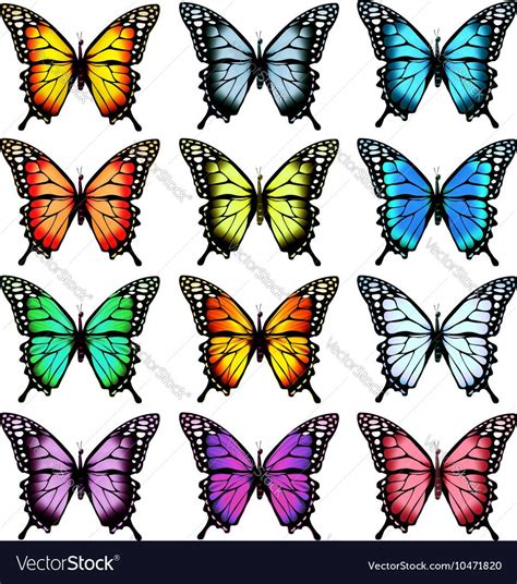 Big Collection Of Colorful Butterflies Download A Free Preview Or High