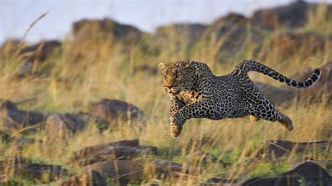 1080p Free Download Leopard Chasing Prey Big Cat Animal Leopard