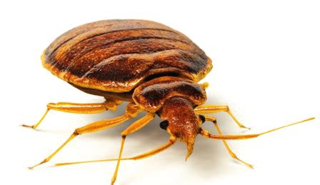 Bed Bugs and Bird Lice - Lloyds Pest Control Solutions