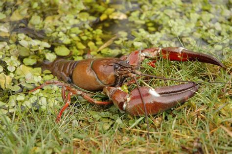 A quiz about some of the types of freshwater fish that can be found in great britain. Crayfish identification tips - Biodiversity Ireland