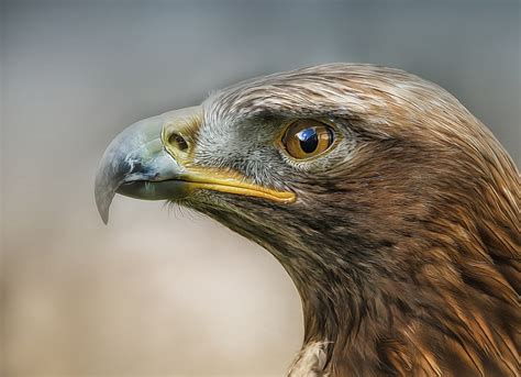 Predator Bird Profile Eagle Detlef Knapp Hd Wallpaper