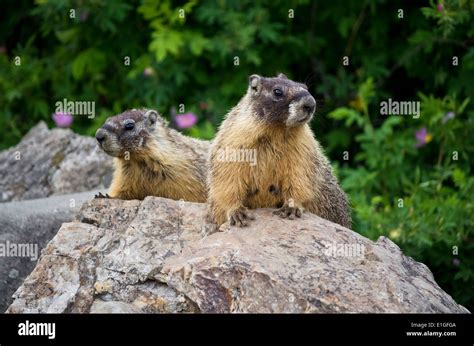 Two Yellow Bellied Marmots On A Rock In The Okanagan Area Of British