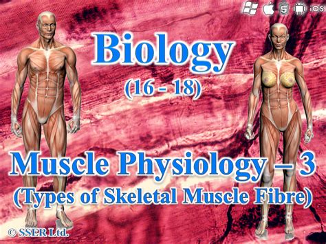 363 Muscle Physiology 3 Types Of Muscle Fibres Teaching Resources