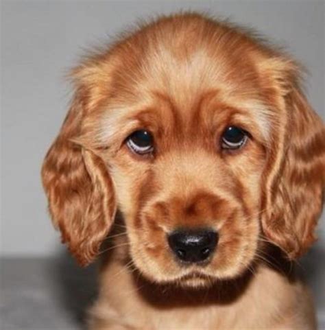 Cute Puppy Dog Eyes That Will Melt Your Heart Dog Fancast