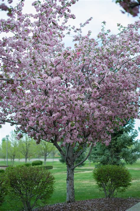 Brandywine flowering crab is draped in stunning clusters of fragrant rose flowers along the branches in mid spring before the leaves. CRABAPPLE BRANDYWINE | CreekSide Tree Nursery