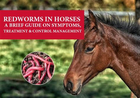 Redworms In Horses A Brief Guide On Symptoms Treatment And Control