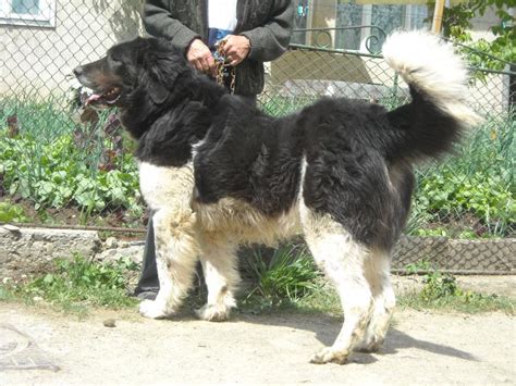 O alta chestiune pe care am urmarit sa o rezolv inainte de a o aduce a fost medicul veterinar! Ciobănescul Mioritic şi Ciobănescul Carpatin au fost ...