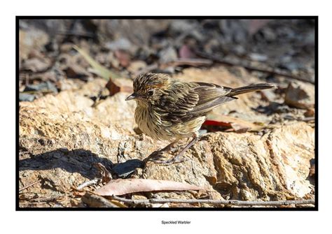 Dr Alvin Van Niekerk Flickr