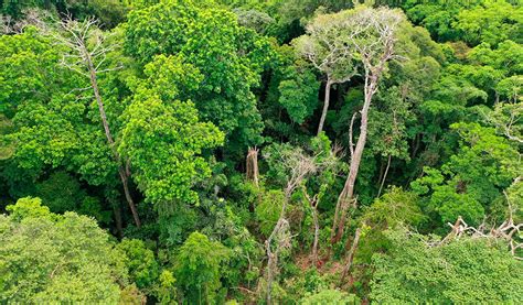 Árboles Gigantes En Los Bosques Tropicales Los Árboles MÁgicos