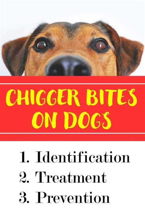 What To Use On Chigger Or Flea Bites Roy Witheyesse1999