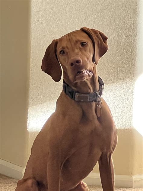 Vizslas are so ~majestic~ 😂 : r/vizsla
