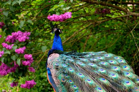 Get free computer wallpapers of flowers. Peacock amid pink blossoms 5k Retina Ultra HD Wallpaper ...