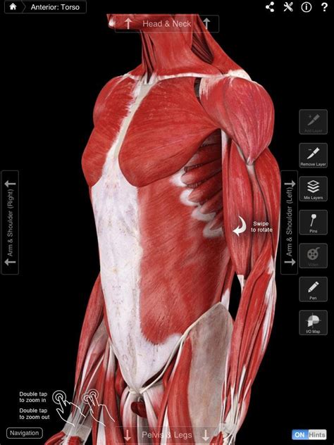There also are bands of fibrous connective tissue—the ligaments and the tendons—in intimate relationship with the parts of the skeleton. Grey's Grey's Anatomy uses Digital Human anatomy browser app, but is it good enough for real ...