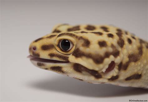 A written schedule will help you keep up with not only when youneed to have feedings, but also what kind of insects you need to give theleopard gecko and precisely what they need to have a well balanced. My leopard gecko won't eat - feeding problems - behavior ...