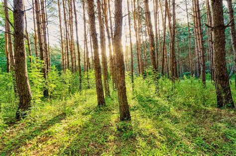 Scene Of Beautiful Sunset At Summer Pine Forest With Trees And Grass