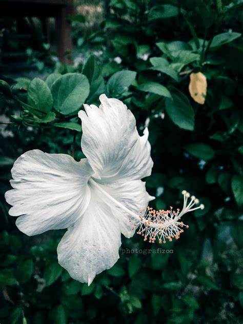 Check spelling or type a new query. Bunga Raya Bunga Kebangsaan Malaysia | Blog Sihatimerahjambu