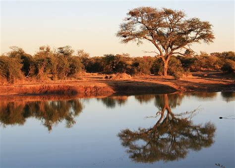 Madikwe Game Reserve Afrique Du Sud Un Parc à Visiter