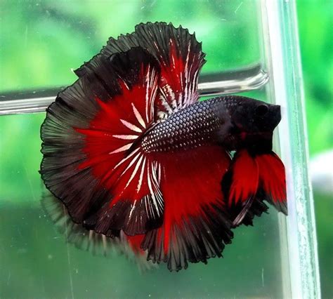 Uploaded at july 25, 2019. The Colors and Kinds of Betta Fish - XciteFun.net