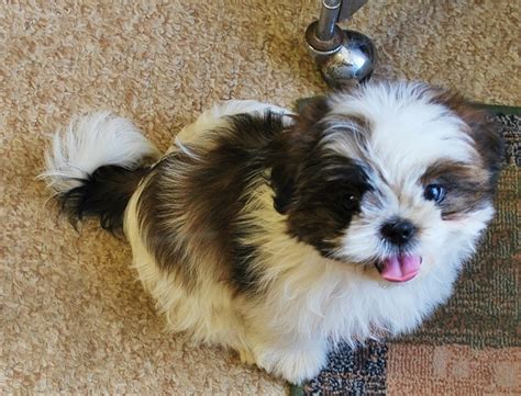 Shih tzu puppies, and a golden retriever. Colorado CUTE TEACUP YORKIE PUPPIES AVAILABLE FOR ADOPTION ...