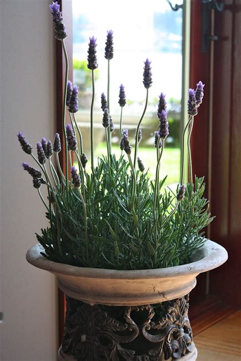 My Sweet Savannah | Lavender cottage, Growing lavender ...
