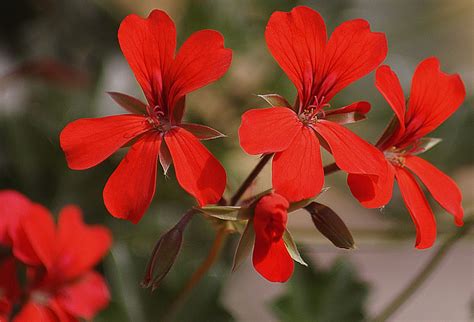 무료 이미지 꽃잎 빨간 식물학 정원 닫다 플로라 야생화 꽃들 제라늄 관목 상냥함 꽃이 만발한 수술 만개 매크로 사진 명쾌함 꽃 피는 식물