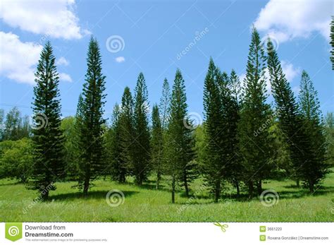 Pine Trees Landscape Stock Photo Image 3661220