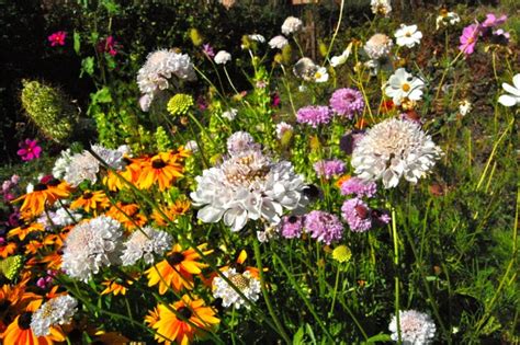 We did not find results for: "What Are The Best Annual Flowers For Attracting Bees ...