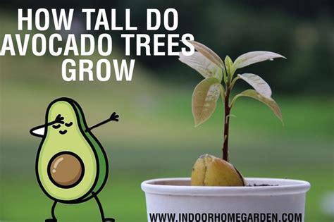 Your garden supply and advice hq. Avocado Growth Guide | Avocado tree, Growing tree, Indoor ...